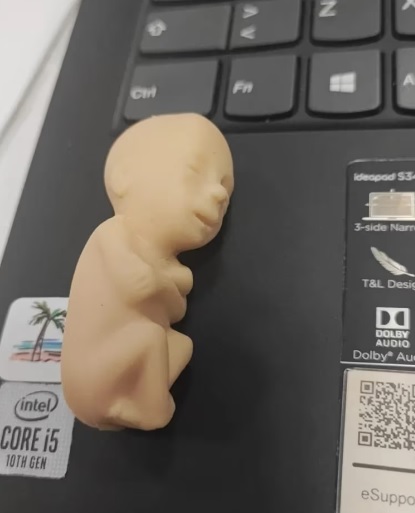 Modelo de feto entregado en el congreso colombiano