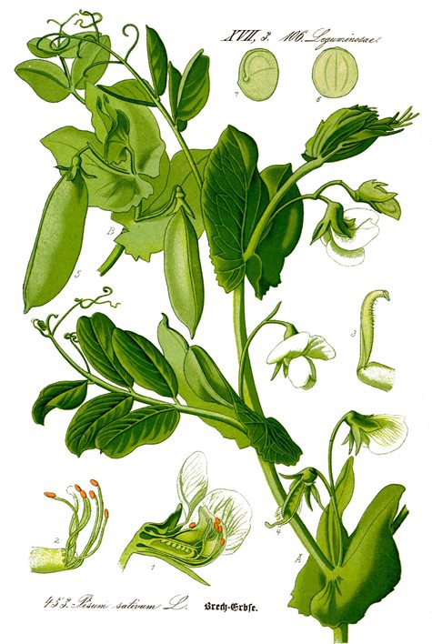 'Pisum sativum', la planta del guisante, en un dibujo de 1885.