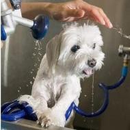 Un perro es duchado