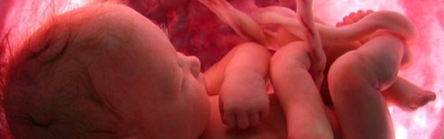Un feto en el vientre de su madre