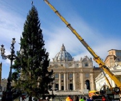 El tradicional árbol de Navidad ya puede verse en la Plaza de San Pedro