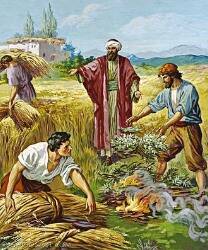Campesinos separando trigo de la cizaña