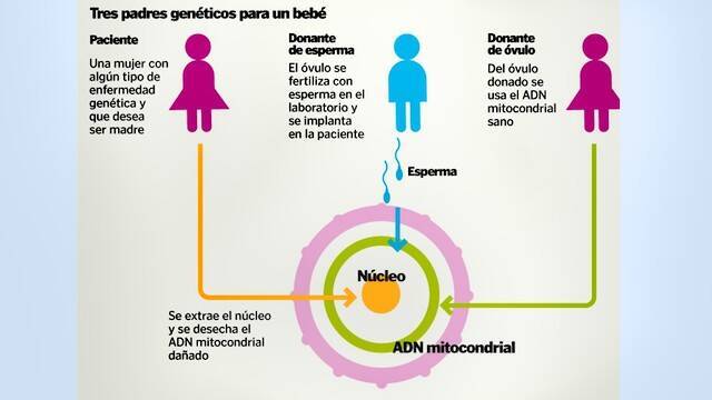 Infografía de embrión con tres padres.
