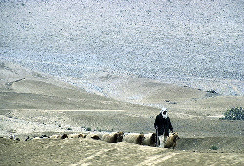 Pastor beduino con ovejas awassi