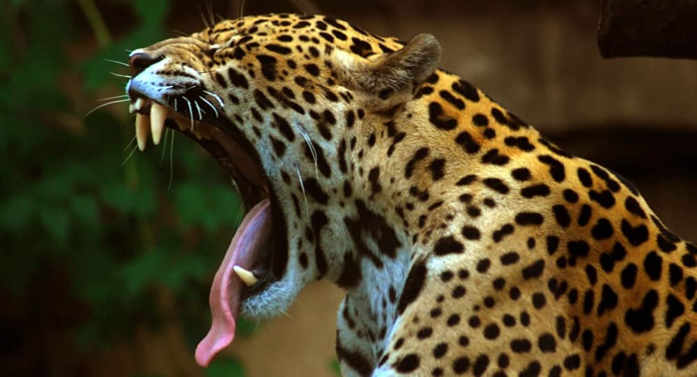 jaguar_ataca_1