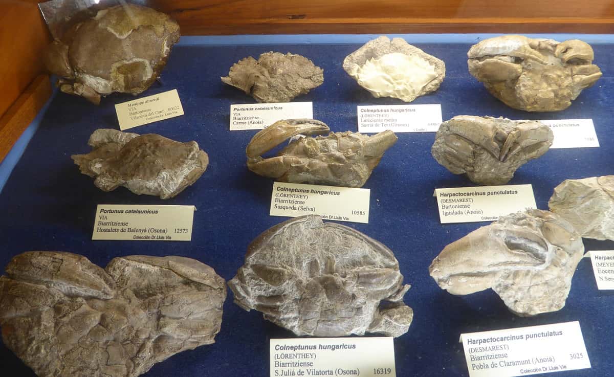 Cangrejos fósiles cataláunicus de mosén Via, en el Museo geológico del Seminario de Barcelona