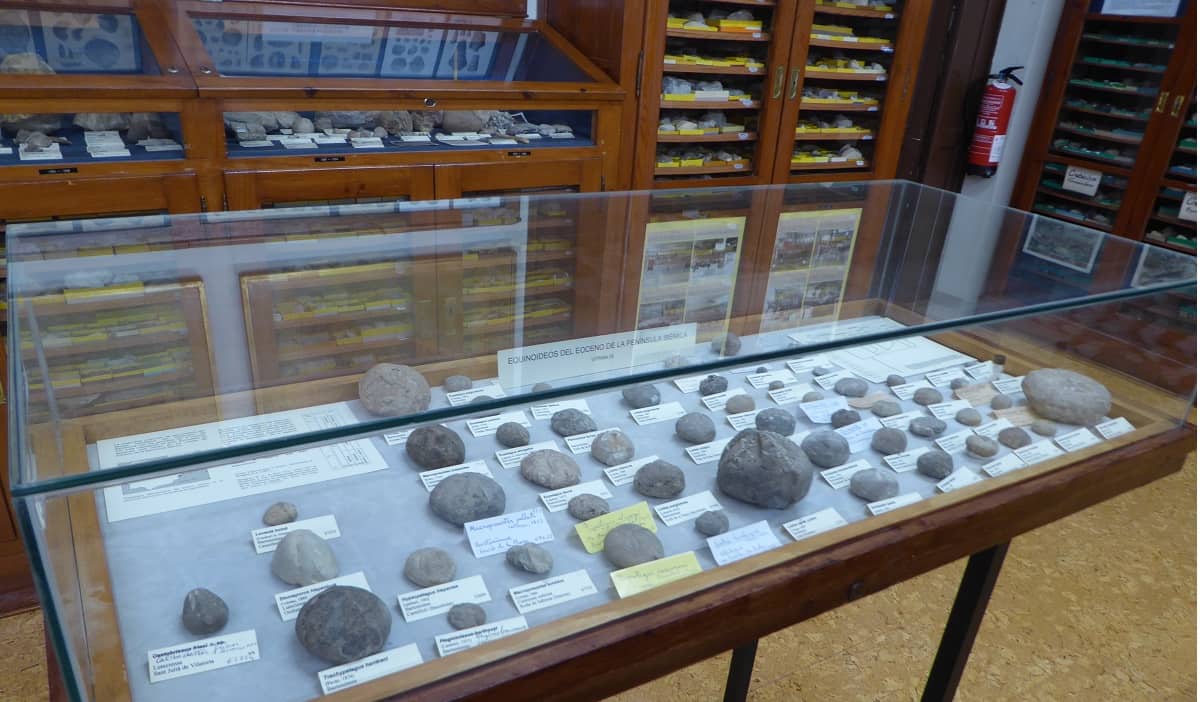 Erizos de mar fósiles en el Museo de Geología del Seminario de Barcelona