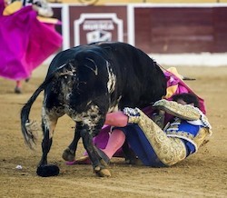 El torero Rivera Ordóñez es corneado en Huesca
