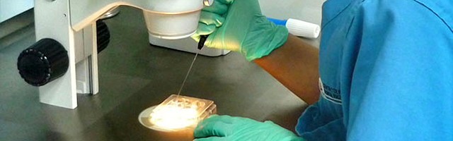 Las técnicas de fecundación in vitro son la antesala de la eugenesia.