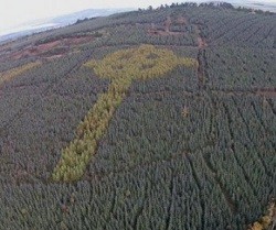 La misteriosa cruz céltica gigante vista en un bosque que dejó atónitos a los pasajeros de un vuelo