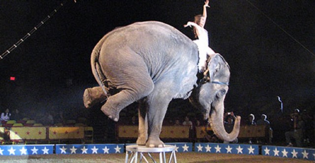 Los animales forman parte de la esencia y la magia del circo, un espectáculo que sufre los ataques de la corrección política.