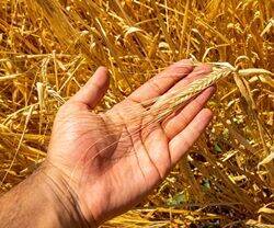 Una mano muestra el trigo.