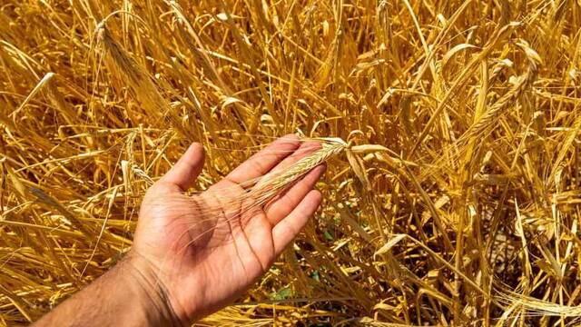 Una mano muestra el trigo.