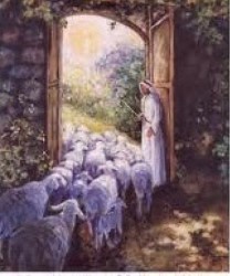 El que entra por la puerta es pastor de las ovejas.