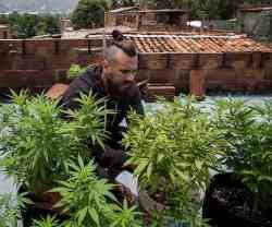 Un cultivador de marihuana en las terrazas de Medellín