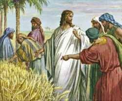 Jesús con sus discípulos atravesando un sembrado