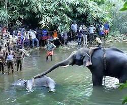 La muerte de un elefante escandaliza, pero no las muertes que ellos causan, lamenta un obispo indio