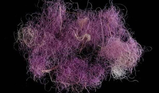 Tela púrpura de hace 3.000 años hallada en Israel