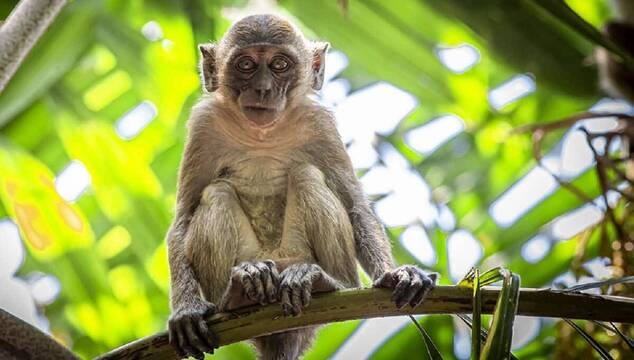 Macaca fascicularis, conocido como macaco cangrejero