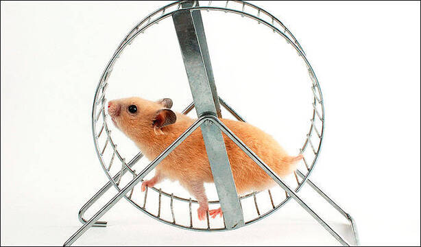 Hamster gira en una rueda
