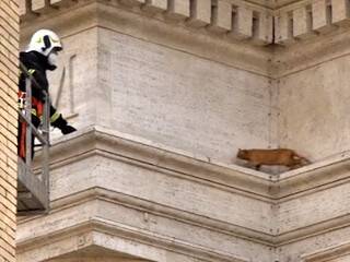 Al rescate de un gato en el Vaticano