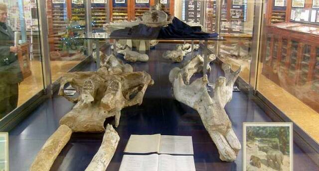Restos de mastodonte en el Museo geológico del Seminario de Barcelona - uno de los más importantes museos geológicos