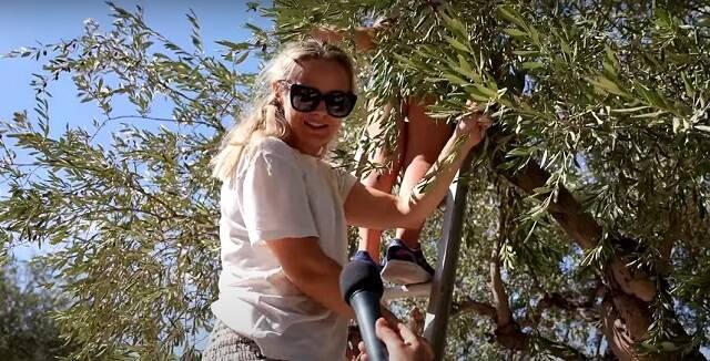Una madre de familia sueca recoge aceitunas en el Huerto de los Olivos... la Iglesia tiene un uso para ellas