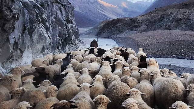 Pastor conduciendo ovejas.