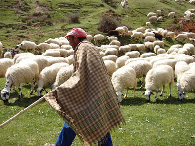 Los pastores de Duruelo