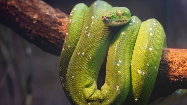 Serpiente verde enroscada en una rama.