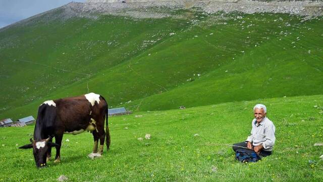 Un hombre junto a una vaca en el pasto verde.